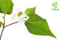 Organic Heartleaf Houttuynia Herb Powder 10:1 Bulk Houttuynia Cordata Extract