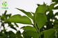 Watersoluble Organic Diospyros Kaki Leaves Powder 10:1 Bulk Persimmon Leaf Extract