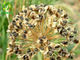 Chinese Chive Seeds Powder  Semen Allii Tuberosi Organic Leek Seed Extract