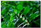 Polygonatum Odoratum Extract Powder Fragrant Solomonseal Rhizome Root Leaf Extract