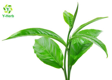 Green Tea Leaf Extract Powder 98% Polyphenol Catechin Camellia Sinensis Powder