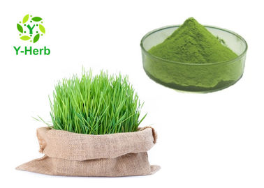 Spray Drying Fresh Wheat Grass Juice Powder Water Soluble Cool Dry Place Storage