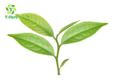 Green Tea Leaf Extract Powder 98% Polyphenol Catechin Camellia Sinensis Powder