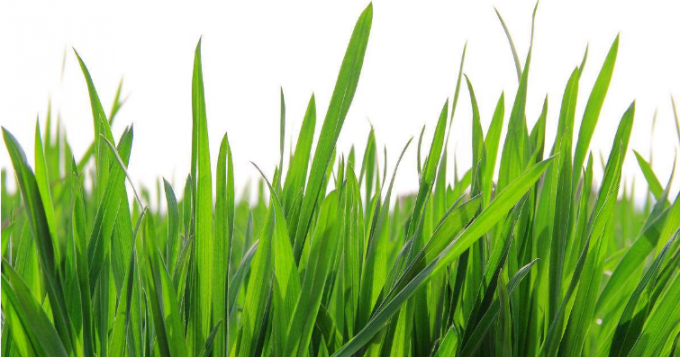 Poudre verte en vrac hydrosoluble de jus d'herbe de blé de 100%